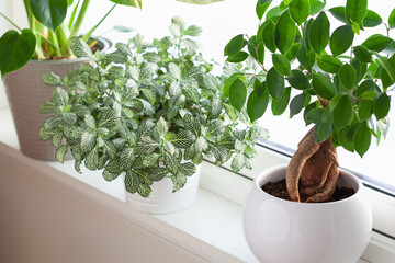 green houseplants fittonia, monstera and ficus microcarpa ginseng in white flowerpots on window