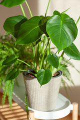 green houseplant monstera in white flowerpot