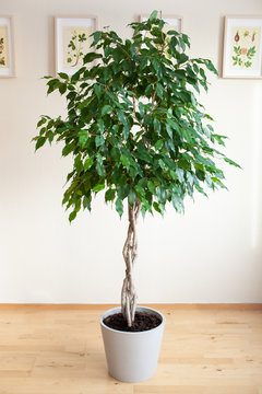 Ficus Benjamina Large Green Houseplant With Long Braided Stem