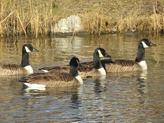 A flock of black neck wild geese