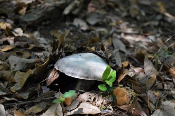 mushroom in the forest