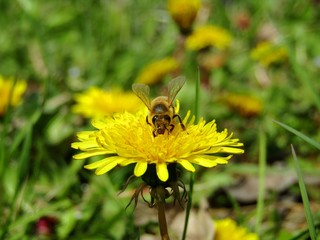 A worthy bee on a dandelion flower