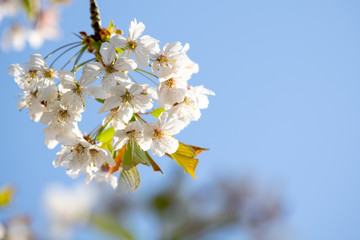 White cherry with white blossoms, Prunus Tai-Haku tree, Blossoming tree branch in warm spring sunshine, light blue sky in the background, photo with text space