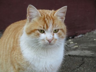 Beautiful colored domestic cat