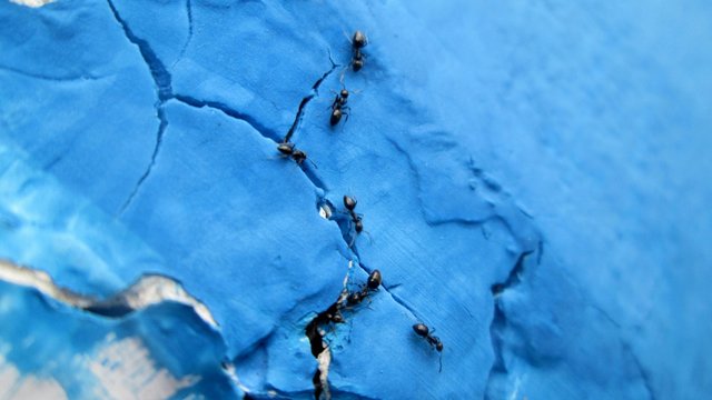 Close-up Of Ants On Cracked Blue Wall © rashmi r/EyeEm