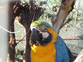 Colorful Macaw parrot close-up
