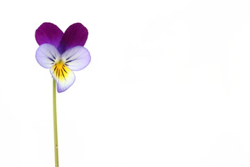Flor de Viola o Pensamiento sobre fondo blanco
