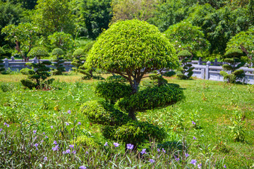Landscaping, decorative trees, in the form of crooked umbrellas