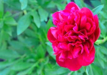 Beautiful pink peony flower on a blurred green leaves background.Spring floral concept with copy spase.Shallow depth of field.