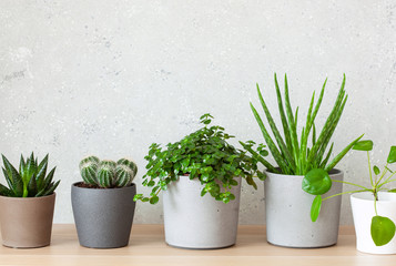 green houseplants cactus succulent aloe vera, pilea depressa, gasteria duval, parodia warasii