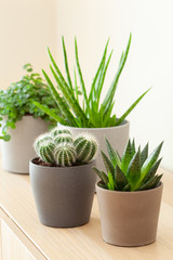 green houseplants cactus succulent aloe vera, pilea depressa, gasteria duval, parodia warasii