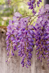 Hängende Blütentrauben der Wisteria (Blauregen) an einer Betonmauer im Frühling - 339238176