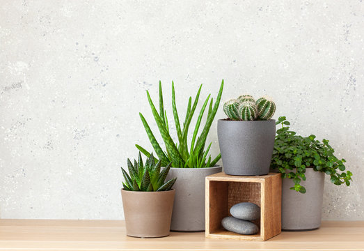 green houseplants cactus succulent aloe vera, pilea depressa, gasteria duval, parodia warasii