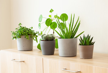 green houseplants cactus succulent aloe vera, pilea depressa, gasteria duval, parodia warasii