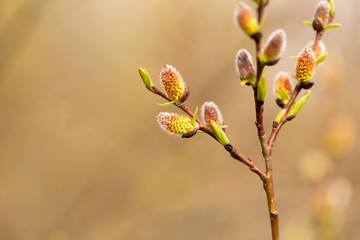 Willow twigs in spring