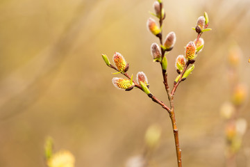 Willow twigs in spring