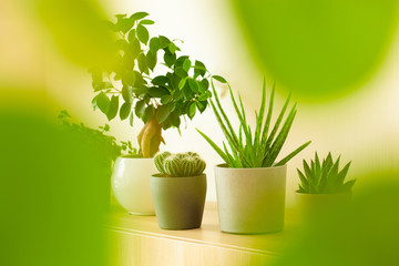 green houseplants cactus succulent aloe vera, pilea depressa, gasteria duval, parodia warasii, ficus