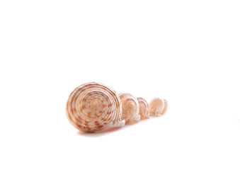Semicassis undulata , sea shell on white background