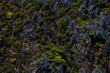 small trees  at the beautiful and shady mountainside.