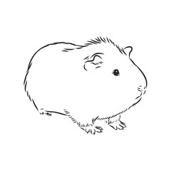 cute Guinea pig, pet, vector sketch illustration