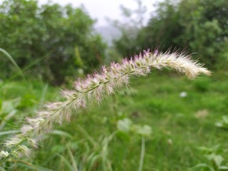 pink flowers in the grass