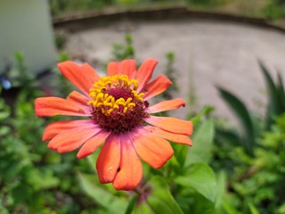 bee on flower