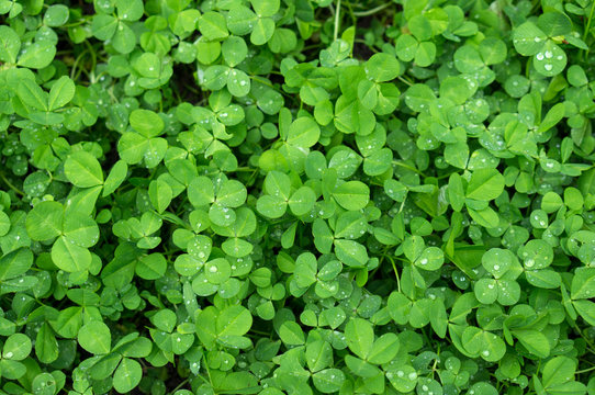 Glade of clover after rain