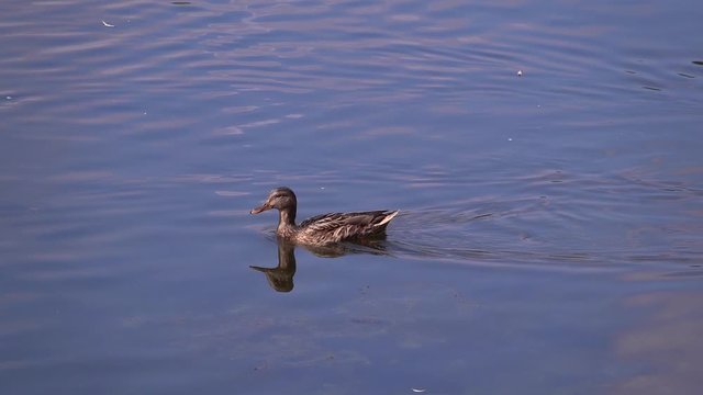 Ducks swim in the lake without fear of people