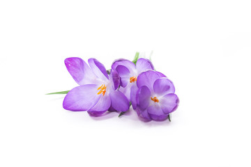 spring purple little crocus flowers isolated on white
