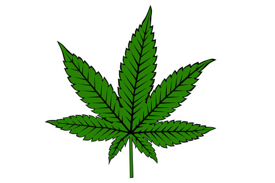 Cannabis Marijuana Leaf on White Background Vector Illustration