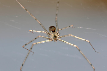 Spitting spider (Scytodes globula) suspended on its spider web and observing the detail of its thorax. Huancayo-Peru