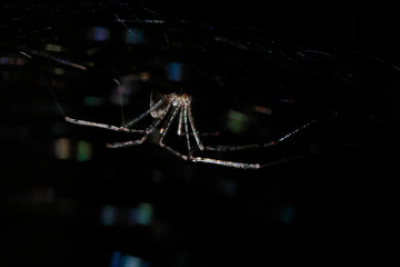 Spitting spider (Scytodes globula) hung and highlighted on a black background, where its detail and that of its fabric are seen with light showing its iridescent colors. Huancayo-Peru