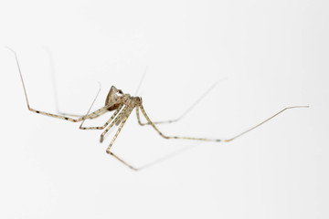 Spitting spider (Scytodes globula) hung and highlighted on a white background. Huancayo-Peru