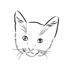Fototapeta na wymiar portrait of a cat, domestic cat, vector illustration of a sketch