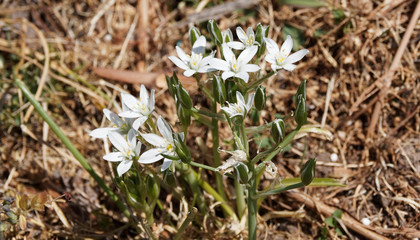 (Ornithogalum umbellatum) Ornithogales en ombelles aux corymbes de fleurs aux tépales blanc pur ouvert en étoile 