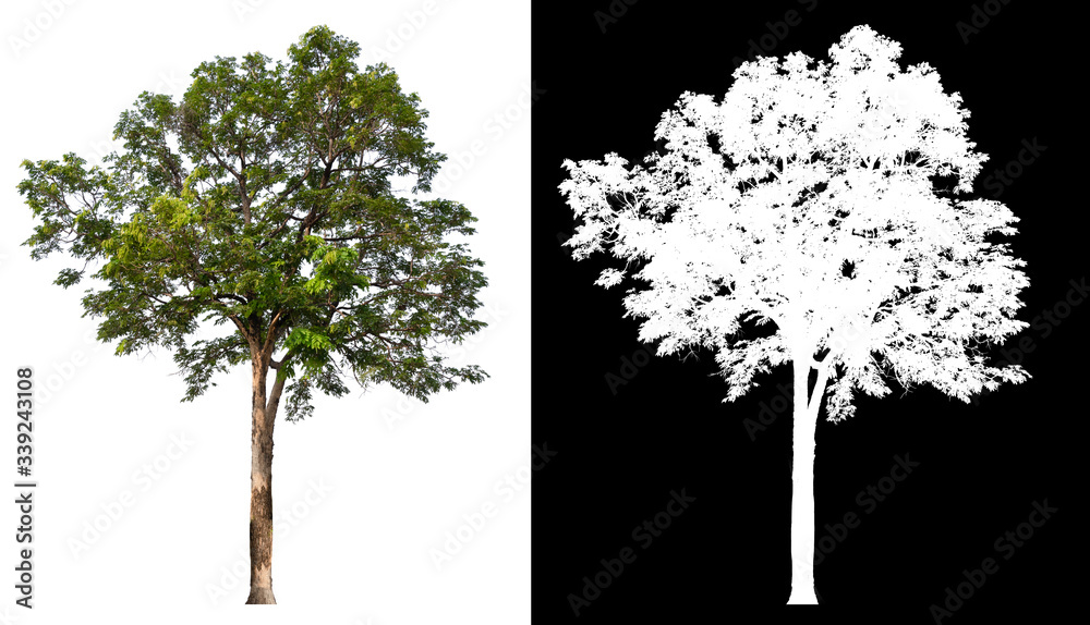 Poster isolated tree without leaves on white background