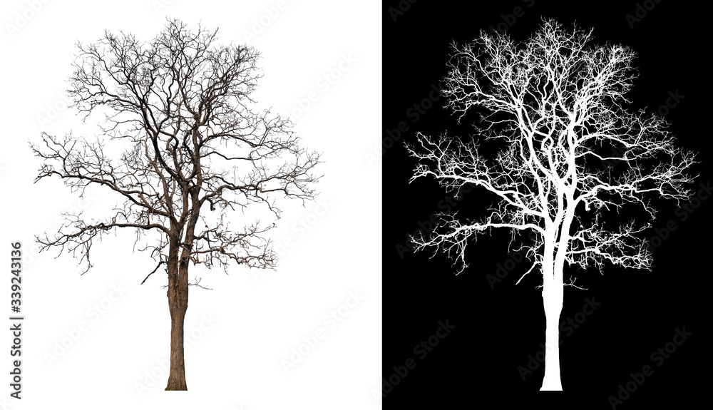 Poster isolated tree without leaves on white background
