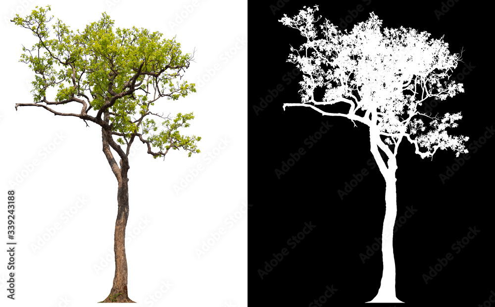 Poster isolated tree without leaves on white background