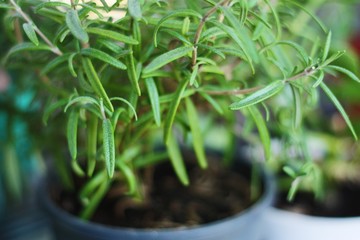 Fresh green rosemary in a pot macro
