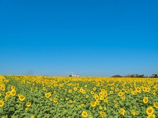 a beautiful sunflowers in the blue sky