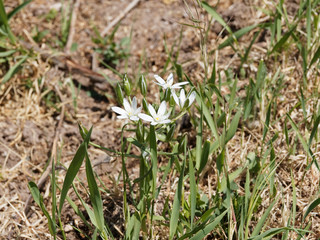 (Ornithogalum umbellatum) Ornithogale en ombelle aux corymbes de fleurs aux tépales blanc pur ouvert en étoile 