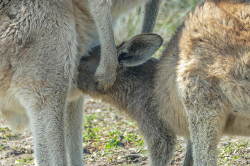 kangaroo and baby breasfeeding