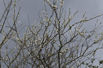 Kirschpflaume Blüte vor Schneewolken, Schnee im Frühling