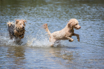 Young terrier and a young poodle running and jumping joyfully in a river. Two happy dogs are playing and running in the cold water of a small river on a sunny day, Leitha river, Austria