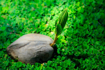 Coconut sprout floating in a small canal that full of water lettuce