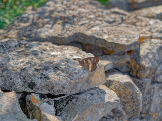 Detail of traditional drywall with butterfly as a fence of dirt road in Promina county in Croatia. Croatian drywall construction is a protected intangible cultural heritage of humanity by UNESCO.