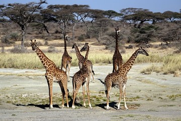 GIRAFFE GROUP IN TANZANIA