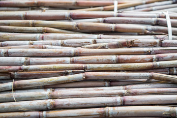 PORTUGAL MADEIRA PORTA DA CRUZ RUM FACTORY