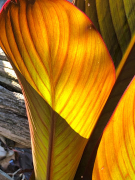 Canna Leaves in Sunlight