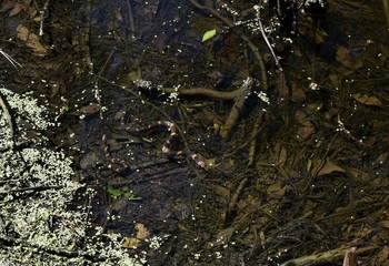 snakes in the water